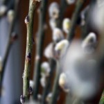 IMG_0424